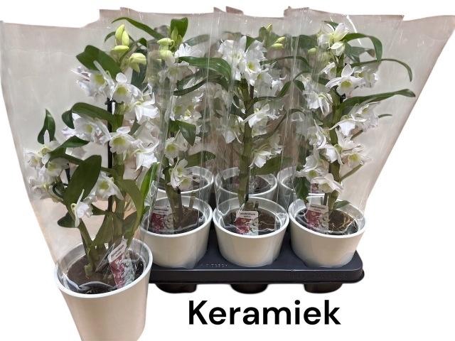 <h4>DEND NOBILE</h4>