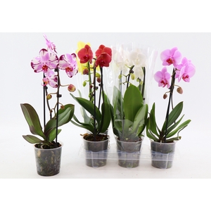 PHAL EL CASCADE