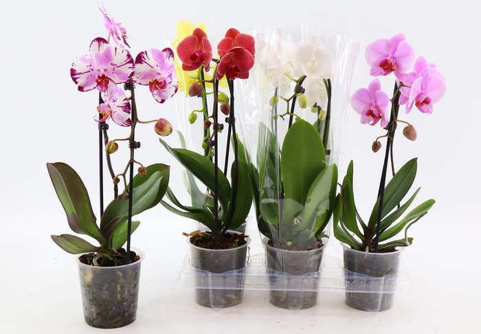 <h4>PHAL EL CASCADE</h4>