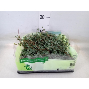 Pilea glaucophylla 'Greyzy'