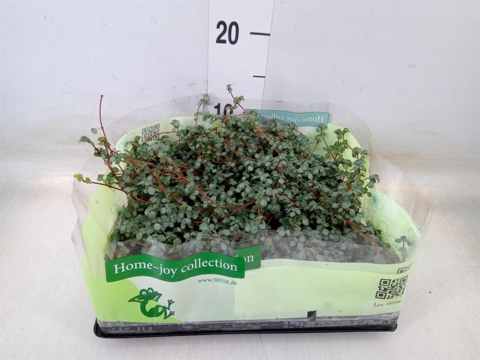 <h4>Pilea glaucophylla 'Greyzy'</h4>