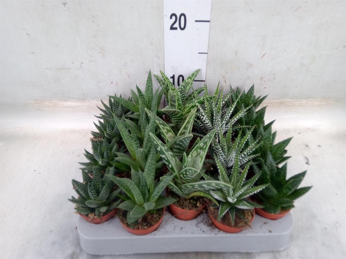 <h4>Aloe   ...mix</h4>