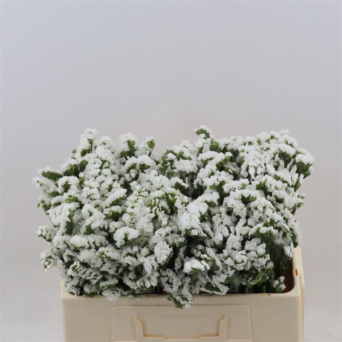 <h4>Statice White Starlight Wings</h4>