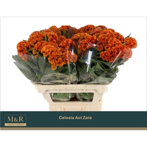 CEL C ACT ZARA