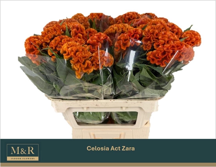 <h4>CEL C ACT ZARA</h4>