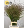 Panicum Warrior