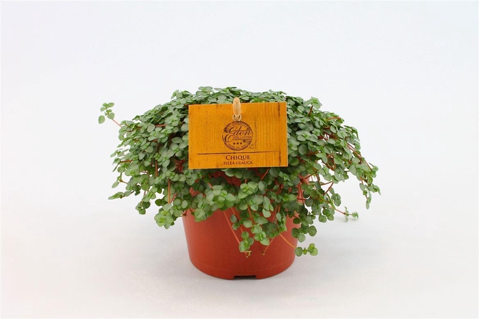 <h4>Pilea glauca</h4>
