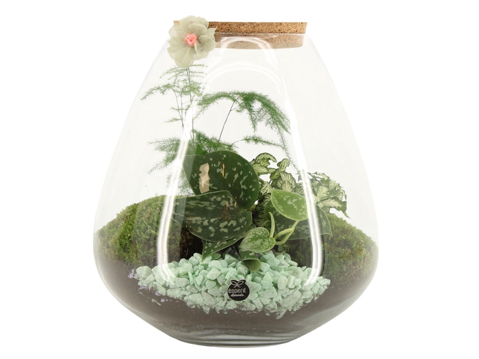 <h4>21949: Contradiction terrarium</h4>
