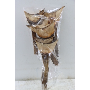 Agave Medio 6pc Bag