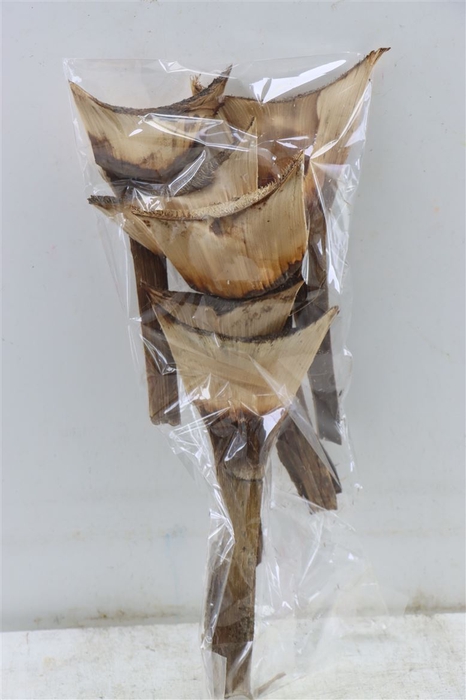 <h4>Agave Medio 6pc Bag</h4>