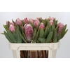 Protea Pink Lady