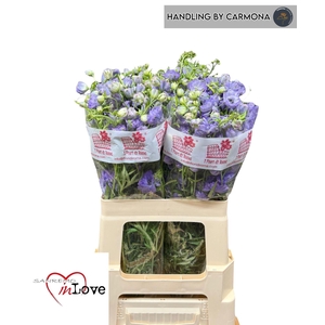 DELPH ENK  MORPHO LAVENDER