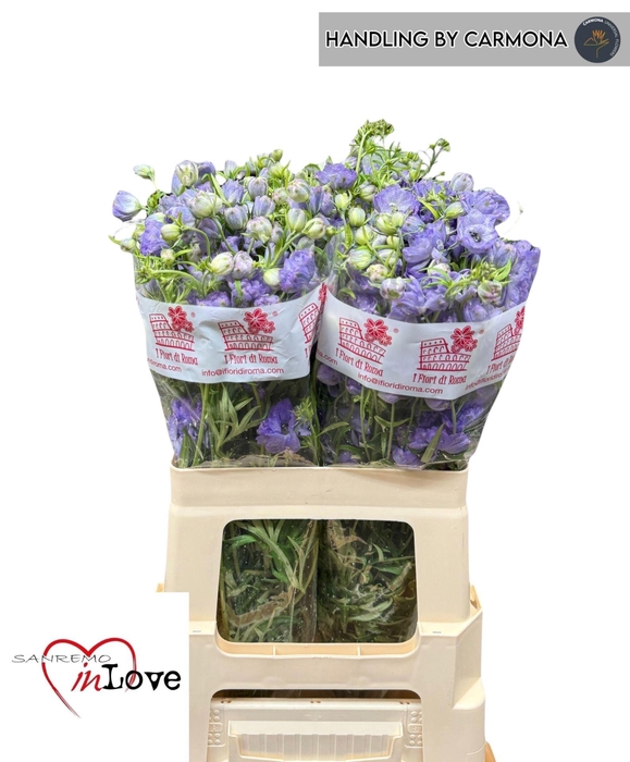 <h4>DELPH ENK  MORPHO LAVENDER</h4>