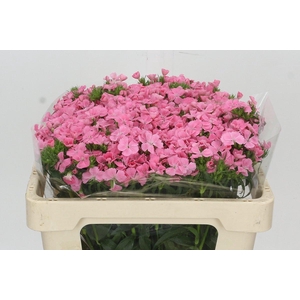 DIANTHUS BR ALDO ROSE