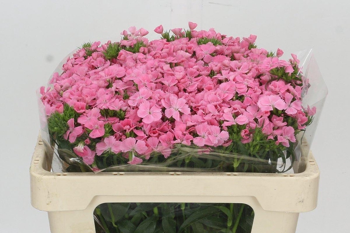 <h4>DIANTHUS BR ALDO ROSE</h4>