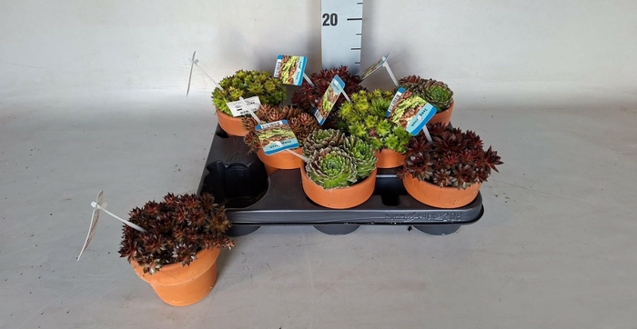 <h4>ARR SEMPERVIVUM</h4>