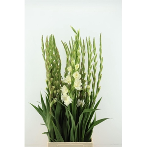 Glad Gr Fl Ce Corsage