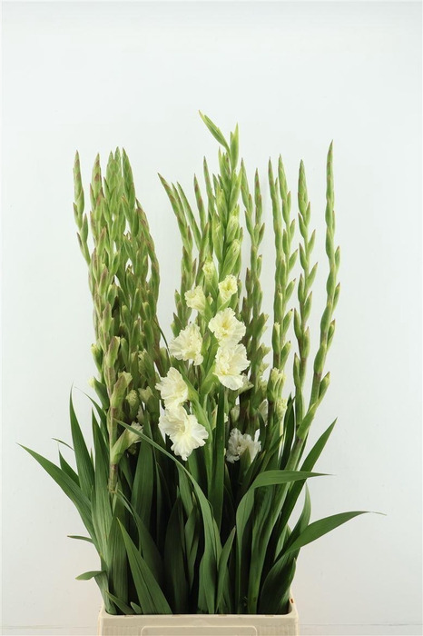 <h4>Glad Gr Fl Ce Corsage</h4>