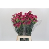Dianthus St Bernard