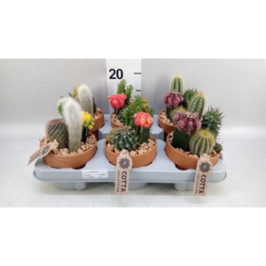 Arr.  Cactus L%