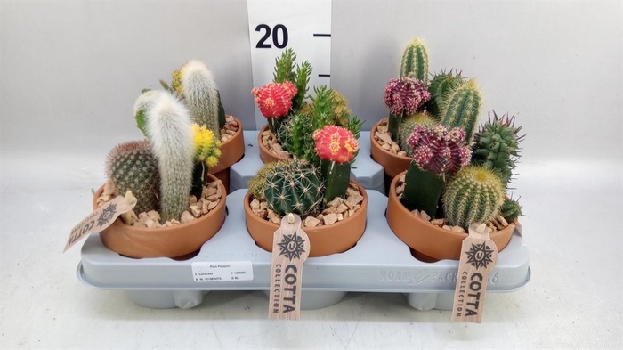 <h4>Arr.  Cactus L%</h4>