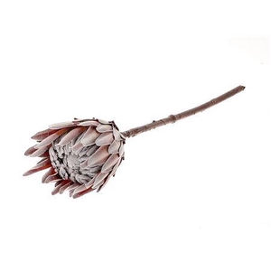 Branch King Protea L67W10H10