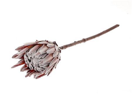 Branch King Protea L67W10H10