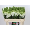 Antirrhinum Antibes White