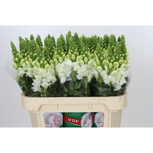 Antirrhinum Antibes White