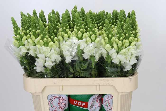 Antirrhinum Antibes White