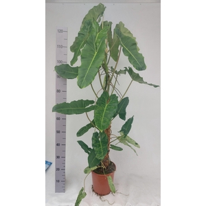 Philodendron Paraiso Verde