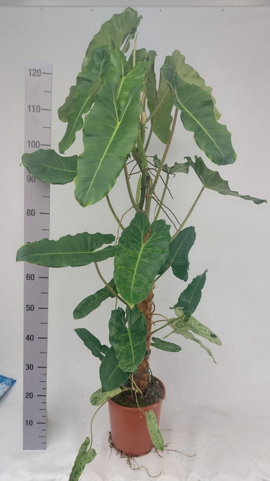 <h4>Philodendron Paraiso Verde</h4>