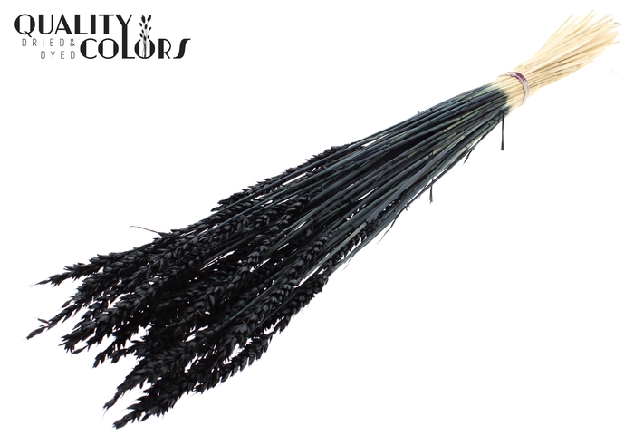 <h4>Triticum per bunch Intense Black</h4>