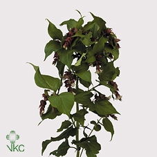 Leycesteria F Purple R