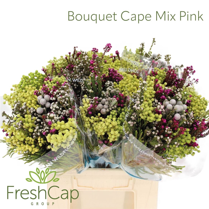 <h4>Bouquet Cape Mix Pink</h4>