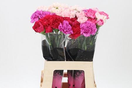 <h4>Di St Mix Pink</h4>