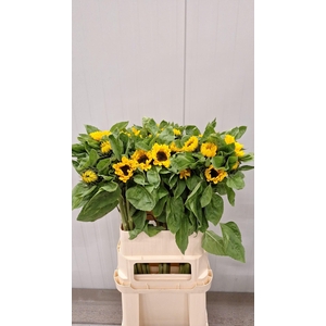 HELI VINCENTS CHOICE