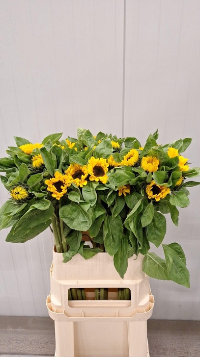 <h4>HELI VINCENTS CHOICE</h4>