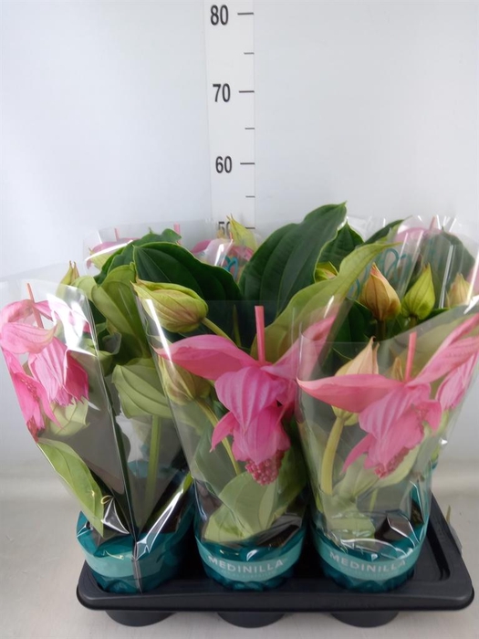 <h4>Medinilla magn.</h4>