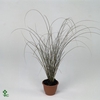 Carex 'Moon Falls' P23 (5ltr)