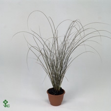 Carex 'Moon Falls' P23 (5ltr)