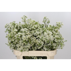 Chamelaucium Ofir