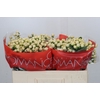 Hypericum Cool Romance