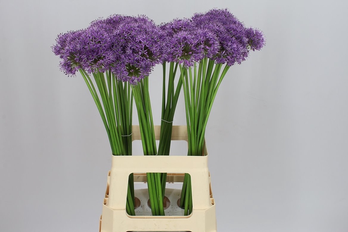 <h4>Allium Gladiator</h4>
