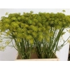 Anethum Graveolens