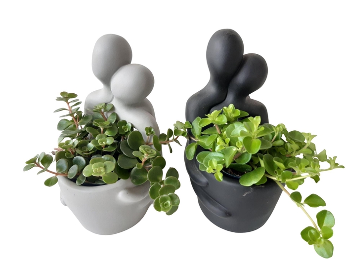 <h4>ARR.   KAMERPLANT GROEN L% EMB10GEM</h4>