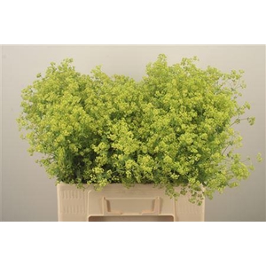 Alchemilla M Robustica