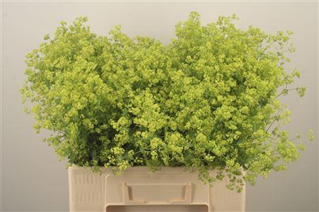<h4>Alchemilla M Robustica</h4>