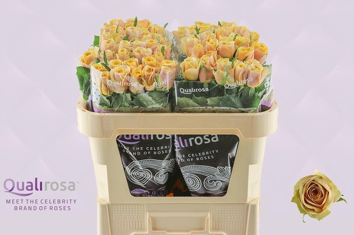 <h4>R Gr Golden Mustard</h4>