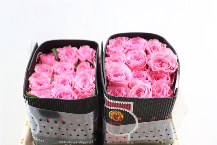 <h4>R Gr Mayra Queen</h4>